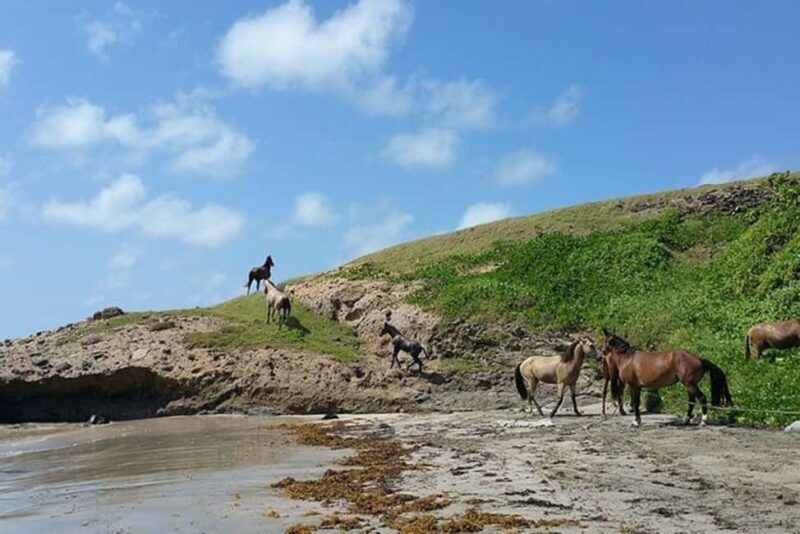 St. Lucia: Horseback Riding Adventure - Exploring the Details of the Tour