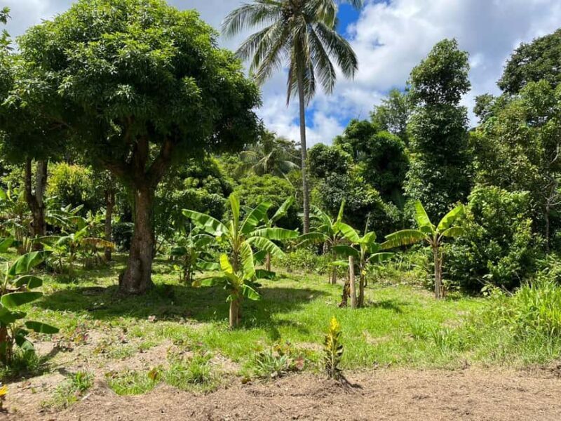 St. Lucia: Land and Sea All Inclusive Tour - Key Points