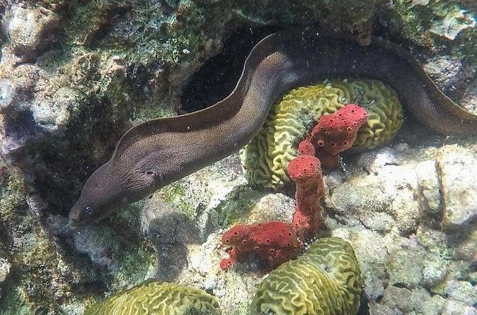 St Lucia Land Taxi to Snorkel at Anse Chastanet Beach - Who Should Consider This Tour?