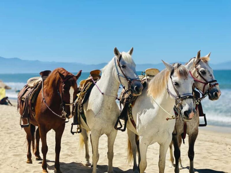 St Lucia: Private Sunset Beach Horse Ride + Pickup available - What makes this tour stand out?