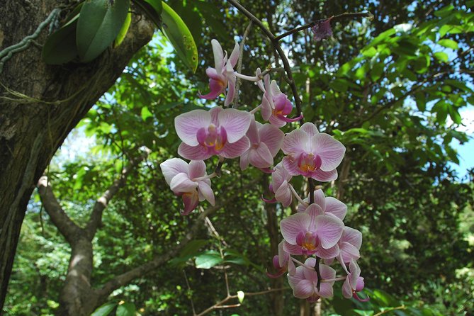 St Lucia Rainforest Walk - Safety and Accessibility