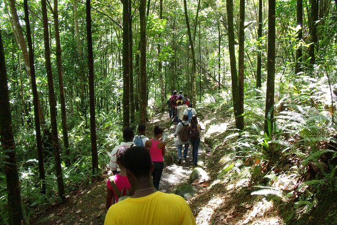 St Lucia Rainforest Walk - Pickup and Transportation