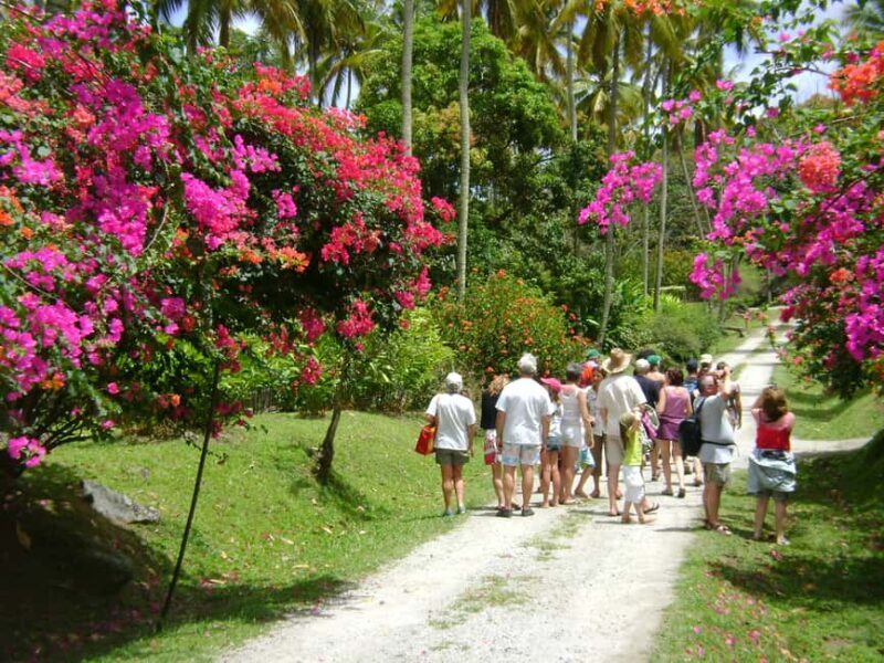 St Lucia: Sapphire Falls Hike with Cruise and Creole Lunch - An In-Depth Look at the Tour Experience