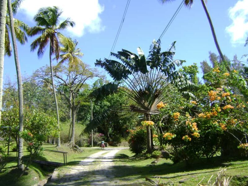 St Lucia: Sapphire Falls Hike with Cruise and Creole Lunch - Authenticity and Unique Moments