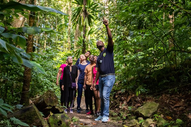 St Lucia Ultimate 3: Aerial Tram, Zipline and Hiking at Rainforest Adventures - Guest Experiences and Reviews