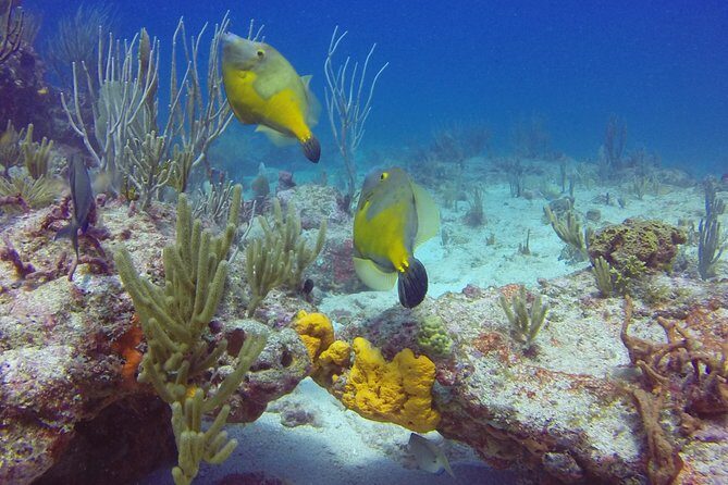 St Maarten Discover Scuba - FAQ