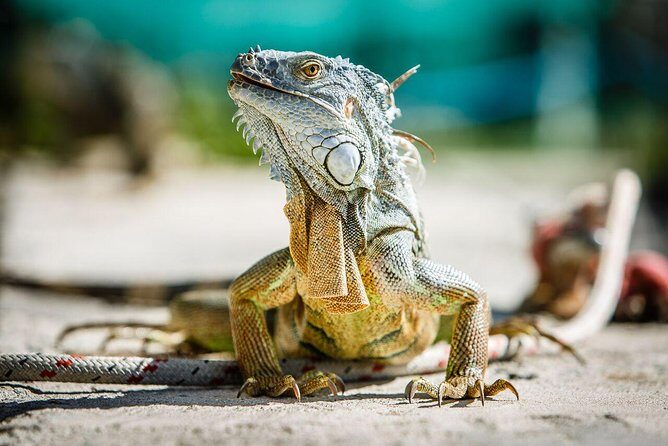 St Maarten Shore Excursion: Snorkeling and Speed Boat Tour - Final Thoughts