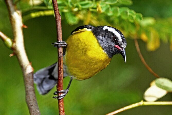 St.Martin - St.Maarten: Small Group, Birding Tour / Bird Watching Tour - Frequently Asked Questions