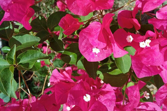 St.Martin - St. Maarten: Small Group, Coastal Hike & Swim Tour - An In-Depth Look at the Tour Experience