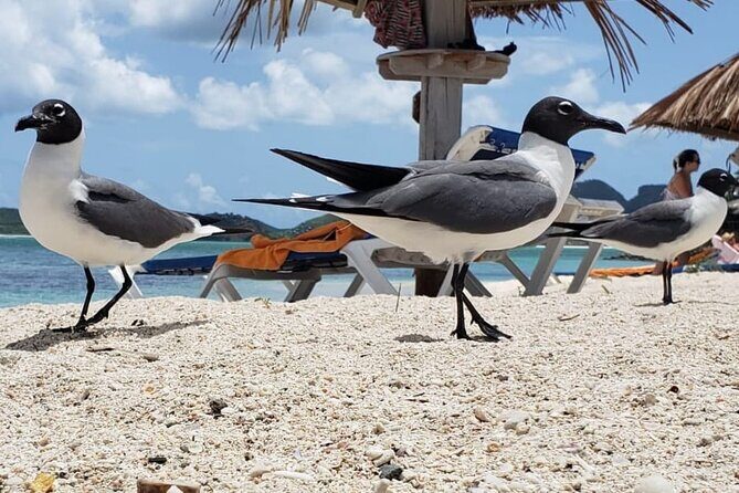 St. Mary's Mud Buggy Experience - The Sum Up: Is It Worth It?