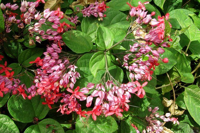 St. Nicholas Abbey in Barbados Small Group - Final Thoughts