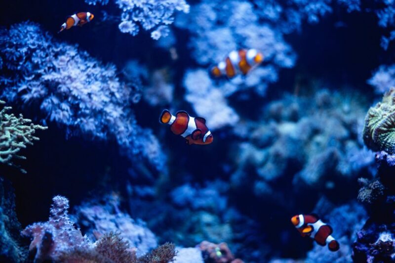 St Paul's Bay: Malta National Aquarium Entry Ticket - Who Will Enjoy This the Most?