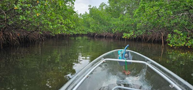 St. Petersburg: Clam Bayou Nature Preserve Clear Kayak Tour - Key Points