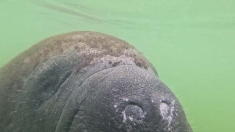 St. Petersburg: Clam Bayou Nature Preserve Clear Kayak Tour - FAQs