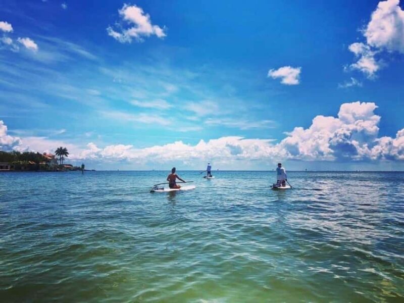 St. Petersburg: Paddle Board Tour with Wildlife Spotting - What’s Included and What You Should Know