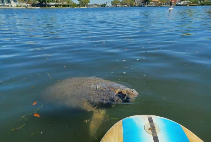 St. Petersburg: Paddle Board Tour with Wildlife Spotting - How It Compares to Other Activities in St. Petersburg