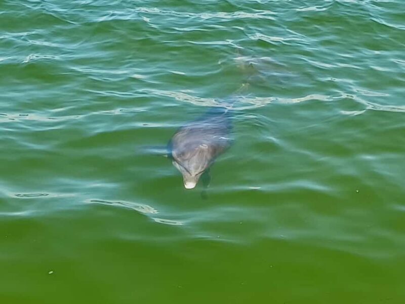 St. Petersburg: Paddle Board Tour with Wildlife Spotting - FAQs