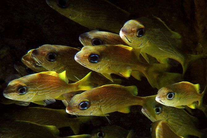 St Thomas Kayak and Sea Turtle Snorkel Excursion - FAQs