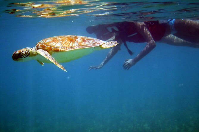 St Thomas Sea Turtle Snorkel Kayak Adventure Tour - Introduction