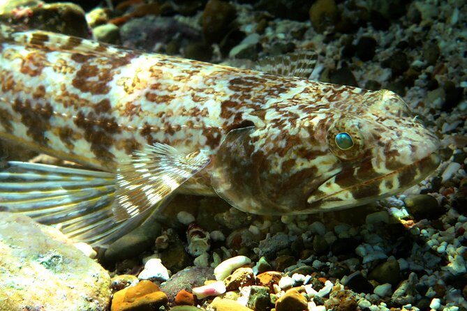 St Thomas Sea Turtle Snorkel Kayak Adventure Tour - Key Points