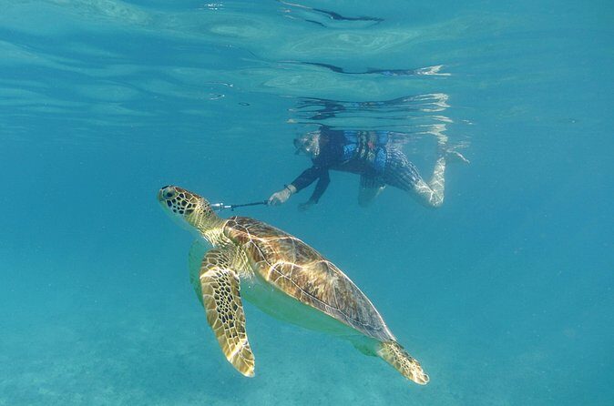 St Thomas Sea Turtle Snorkel Kayak Adventure Tour - FAQ