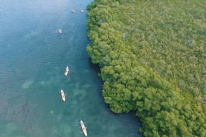 St Thomas Shore Excursion: Mangrove Lagoon Kayak and Snorkel Tour - FAQ