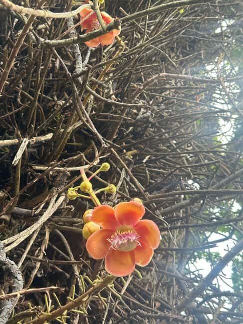 St Vincent: Montreal Gardens, Botanical Gardens & Fort Tour - Authentic Experiences and Practical Tips