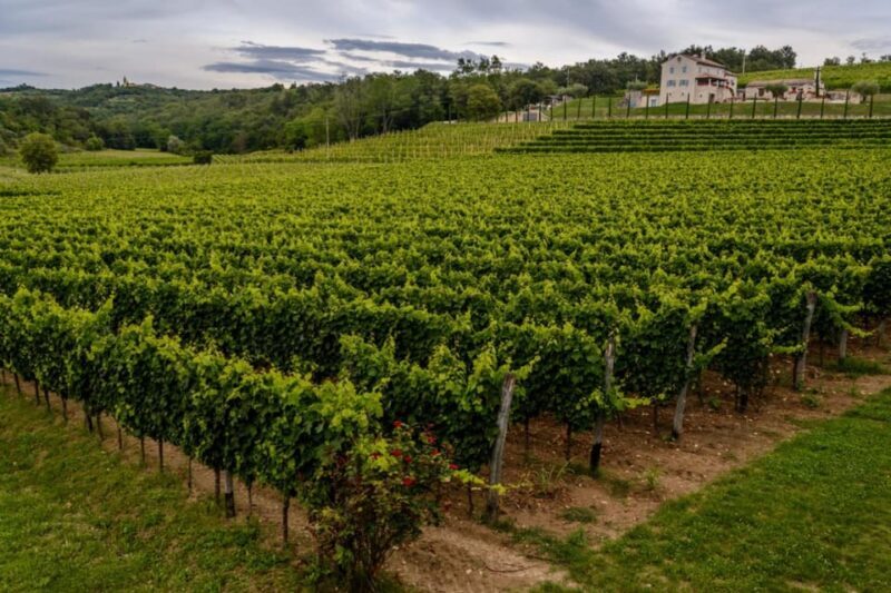 Stancija Collis: A Winery adventure in Rovinj - Exploring the Stancija Collis Winery in Rovinj