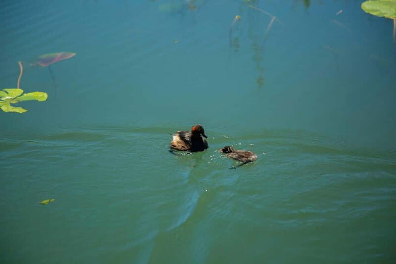 Stand Up Paddleboard on Skadar Lake - An Epic Adventure ! - Who Will Love This Tour?
