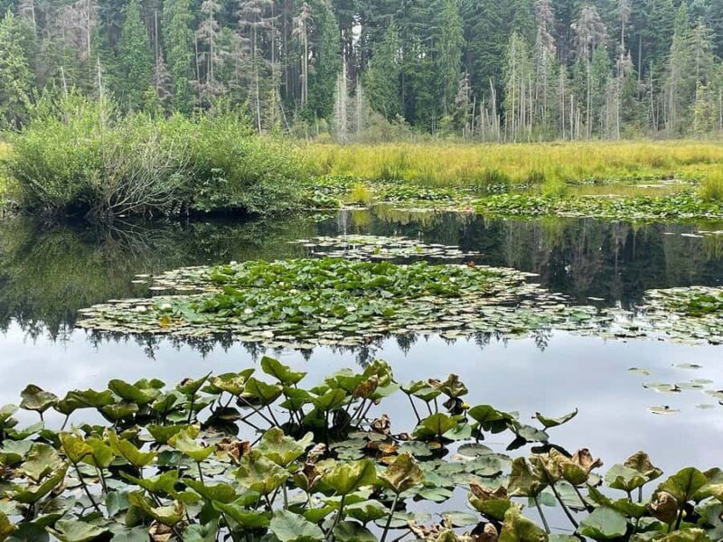 Stanley Park Highlights 2.5 Hour Walking Tour - What to Expect on the Tour