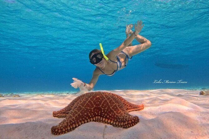Star and Turtle Sanctuary Snorkeling Tour in Cozumel - Overview of the Tour Experience