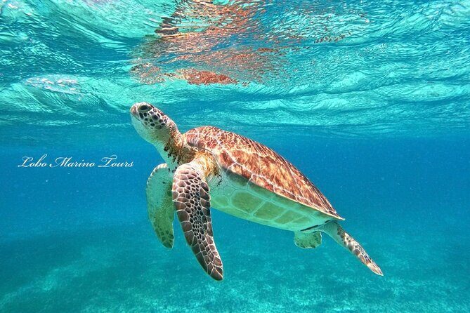 Star and Turtle Sanctuary Snorkeling Tour in Cozumel - Why This Tour Is a Good Choice