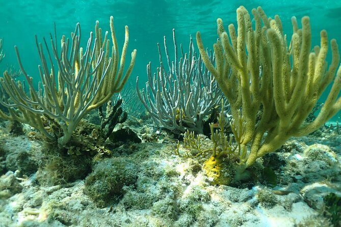 Starfish Point, Stingray City & Coral Garden (3-STOP Adventure) - The Sum Up