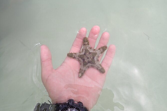 Starfish Point, Stingray City & Coral Garden (3-STOP Adventure) - FAQs