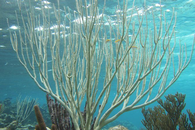 Starfish Point, Stingray City-Sandbar & Coral Gardens - The Booking and Logistics