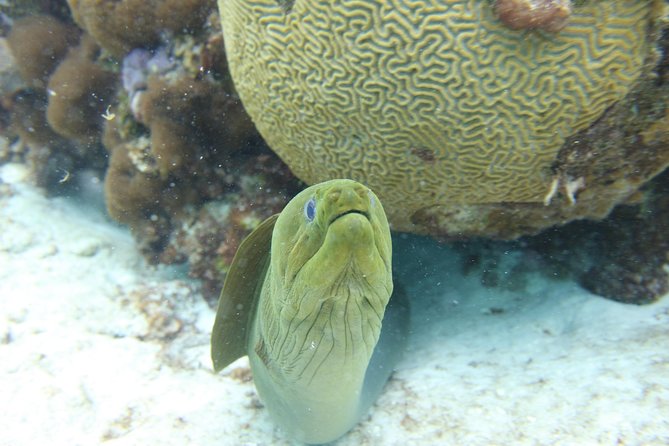 Starfish Point, Stingray City-Sandbar & Coral Gardens - Customer Feedback