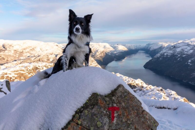 Stavanger: Preikestolen Winter Hike + Hot Lunch - Key Points