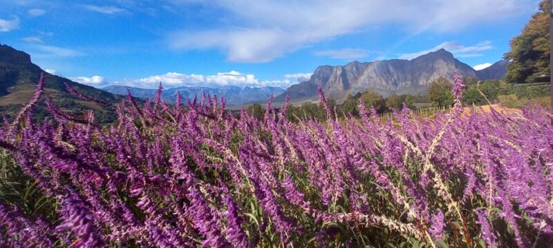 Stellenbosch: Cape Winelands Private Tour Half Day Tour - Guided Tour With Live Guide