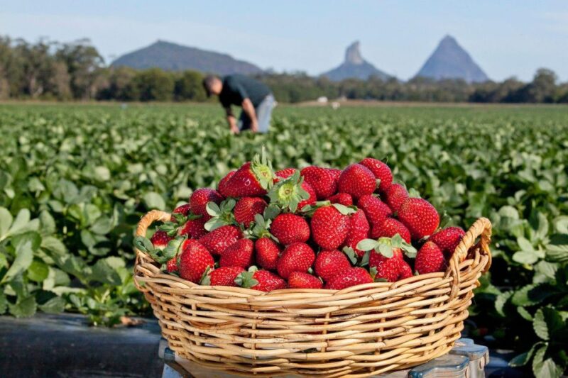 Stellenbosch Strawberry Picking - Pairing Flavors: Cheesecake and Pizza