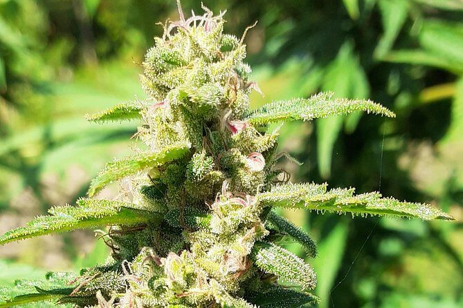 Stepping High Mountain Tour and Blue Hole Mineral Spring from Montego Bay - Exploring the Stepping High Mountain Tour and Blue Hole Mineral Spring from Montego Bay