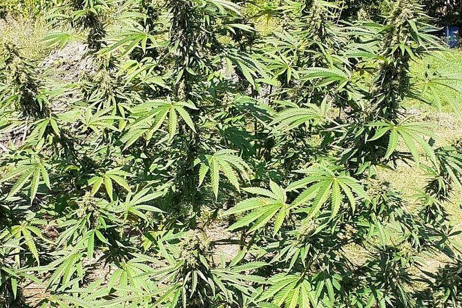 Stepping High Mountain Tour and Blue Hole Mineral Spring from Montego Bay - Key Points