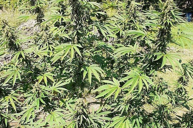 Stepping High Mountain Tour and Blue Hole Mineral Spring from Negril - Frequently Asked Questions