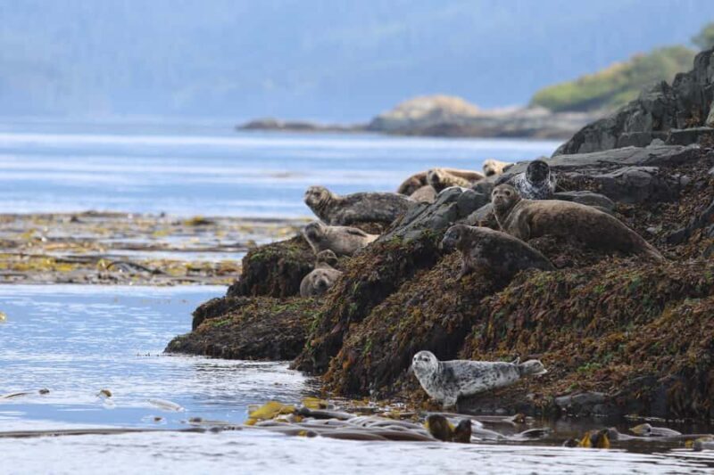 Steveston Village: Whale Watching Tour - Introduction
