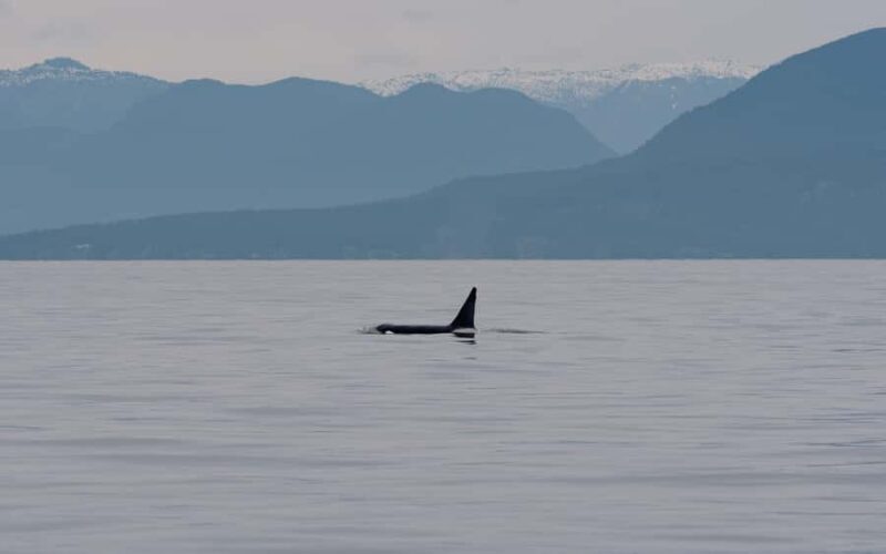 Steveston Village: Whale Watching Tour - Key Points