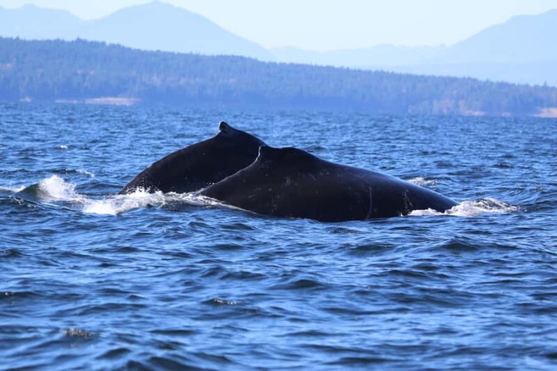 Steveston Village: Whale Watching Tour - Practical Details