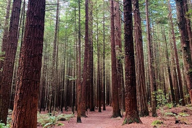 [Stevong] Blue Springs, Redwood Forest, Huka Falls Private Tour - Pricing Information
