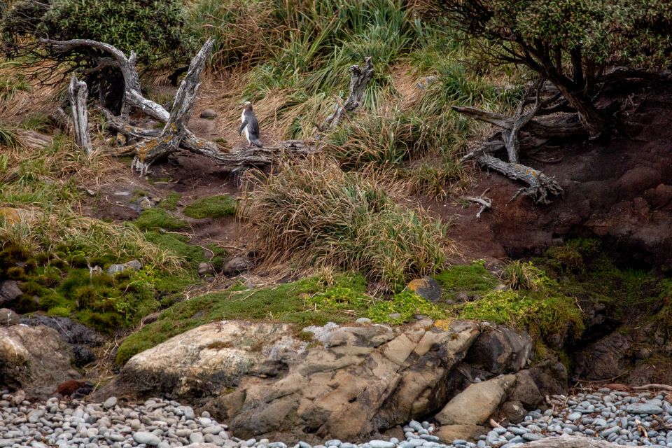 Stewart Island: Wild Kiwi Encounter - Booking Information