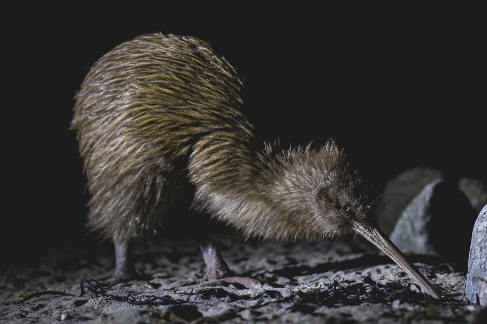 Stewart Island: Wild Kiwi Encounter - Weather Dependent Departures