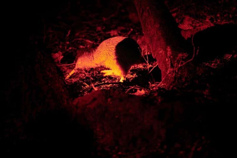 Stewart Island: Wild Kiwi Experiences - A Close Look at the Itinerary