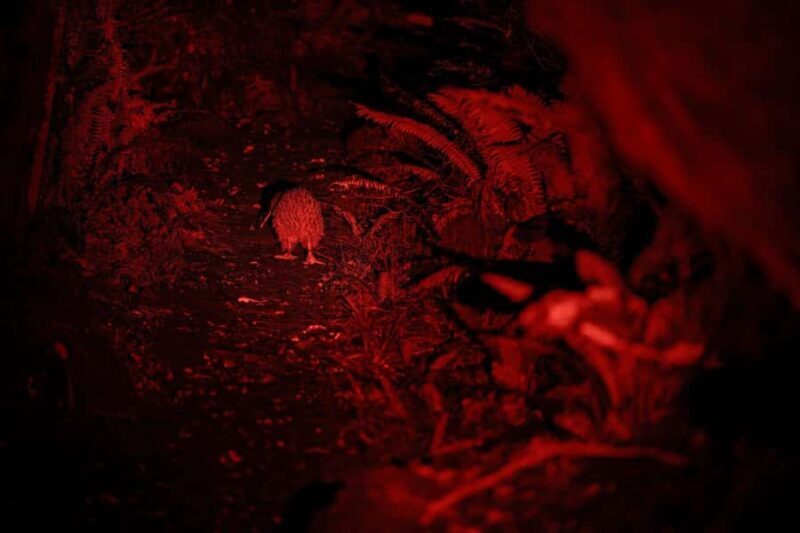 Stewart Island: Wild Kiwi Experiences - What Reviewers Say